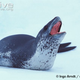 Illustration for article titled Pinnipednesday - Hydrurga leptonyx Edition